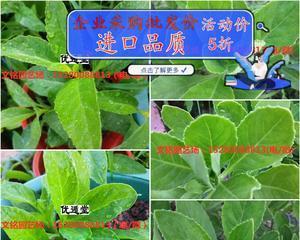 冬冬草是什么草？它的功效和使用方法有哪些？
