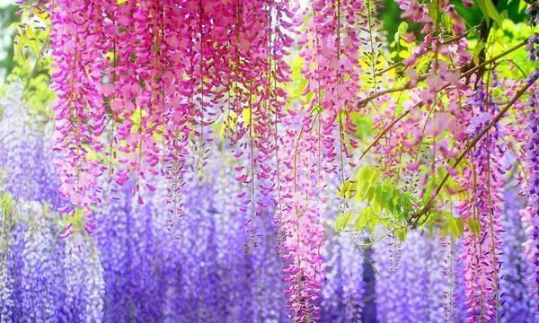紫藤花的花语是什么？如何用紫藤花表达爱意？