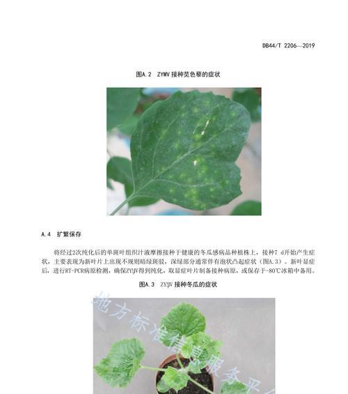 冬瓜病虫害怎么防治？有哪些有效的防治技术？