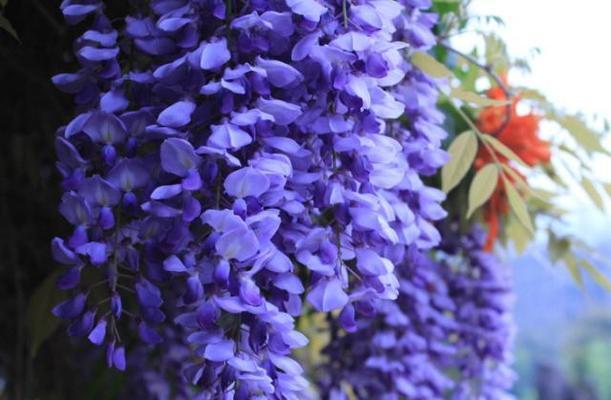 紫藤花的花语是什么意思？如何解读紫藤花的象征意义？