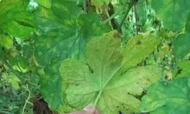 冬瓜病毒病有哪些症状？如何有效防治？