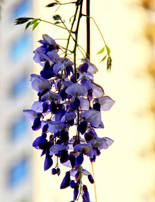紫藤花的花语是什么？有哪些关于紫藤花的美丽传说？