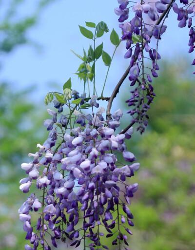 紫藤花的寓意是什么？如何在园艺中正确使用紫藤花？
