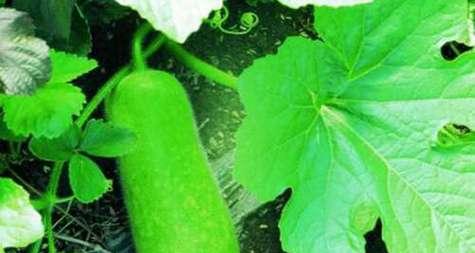 冬瓜打什么药好？防治病虫害的有效方法是什么？