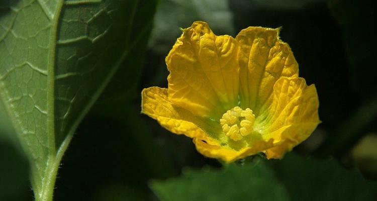 冬瓜的花通常是什么颜色？为什么有些冬瓜花颜色不同？