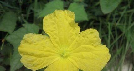冬瓜的花通常是什么颜色？为什么有些冬瓜花颜色不同？