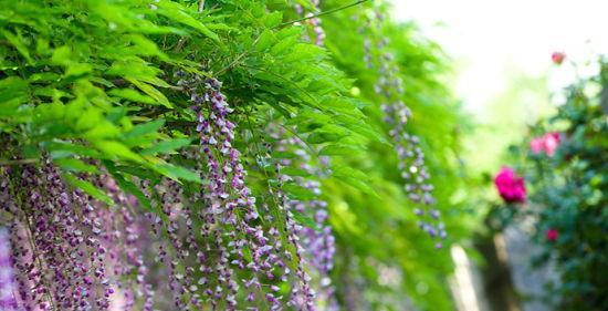 紫藤花语是什么？紫藤花代表的含义有哪些？