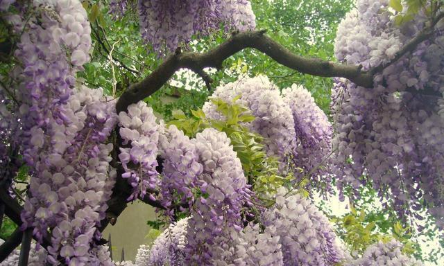 紫藤花语是什么？紫藤花代表的含义有哪些？