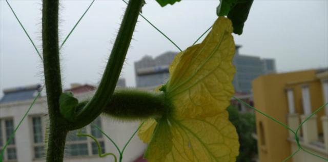冬瓜开花结果需要多长时间？常见问题解答