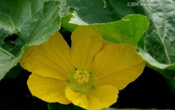 冬瓜花食用安全吗？有哪些食用方法？
