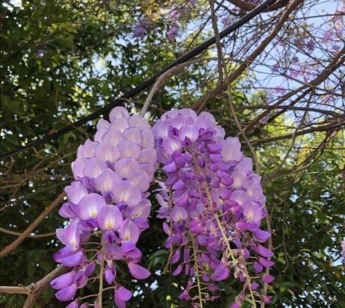 紫藤萝花语是什么意思？紫藤萝的寓意有哪些？