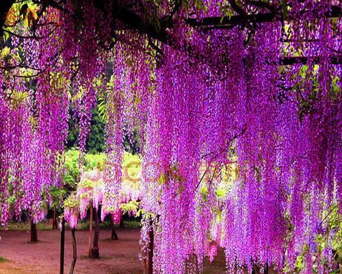 紫藤萝花语是什么意思？紫藤萝的寓意有哪些？