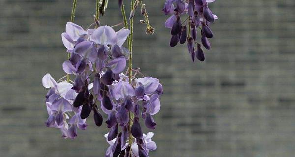 紫藤萝花语是什么？了解紫藤萝的象征意义和花语含义？