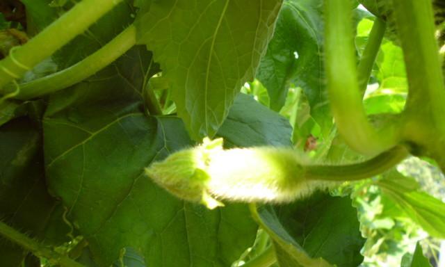 冬瓜什么时候开花结果？如何促进其开花结果？