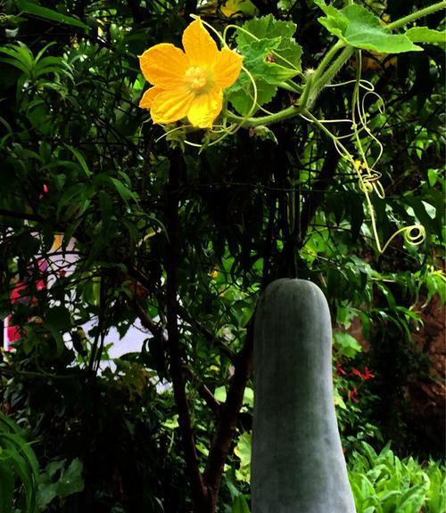 冬瓜什么时候开花结果？如何促进其开花结果？