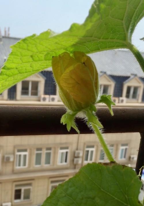 冬瓜什么时候开花结果？如何促进其开花结果？