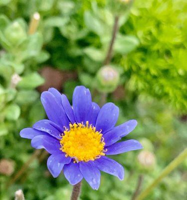 紫菀花的花语是什么？如何用紫菀花表达情感？