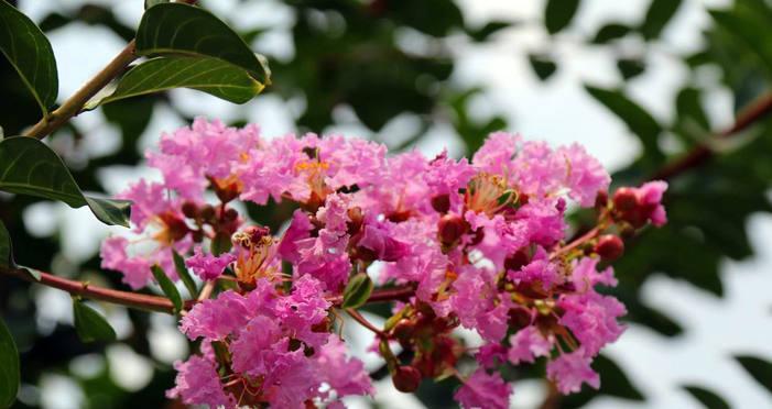紫薇花的花语是什么？紫薇花象征着什么意义？