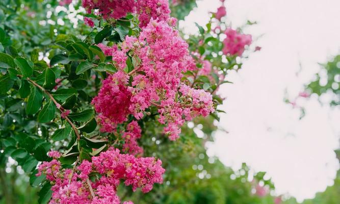 紫薇花的花语是什么？如何正确解读紫薇花的象征意义？