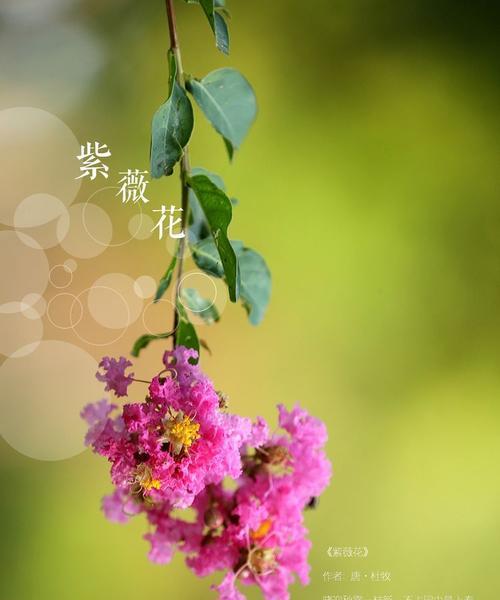 紫薇花的花语是什么？如何正确解读紫薇花的象征意义？