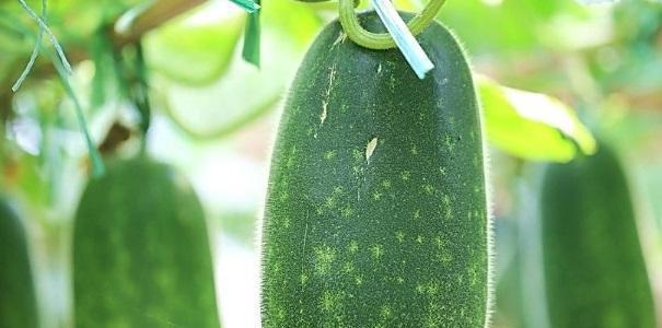 冬瓜什么时候成熟？如何判断冬瓜的最佳采摘时间？