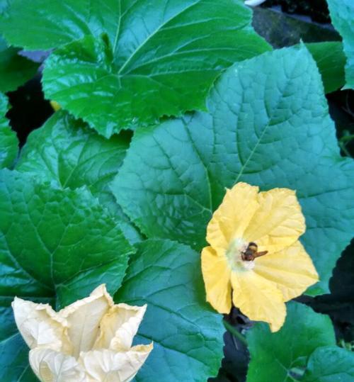 冬瓜开花时间是什么时候？如何促进冬瓜开花结果？