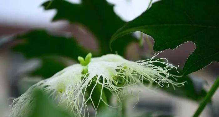 冬瓜开花时间是什么时候？如何促进冬瓜开花结果？