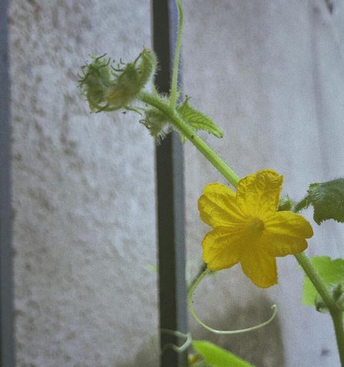 冬瓜开花结果的时间是什么时候？如何促进冬瓜的开花结果？