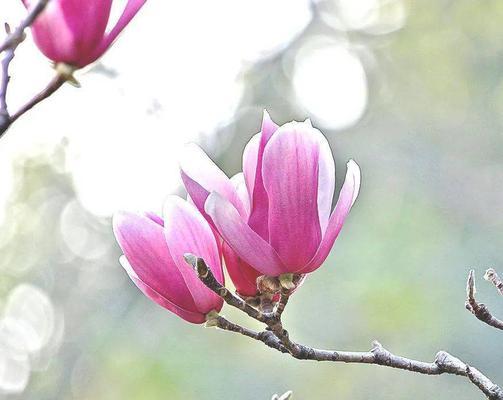 紫玉兰花的花语是什么？如何用紫玉兰花表达爱意？
