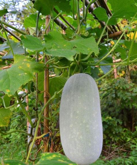 冬瓜种植的最佳时间是什么时候？如何确保高产？