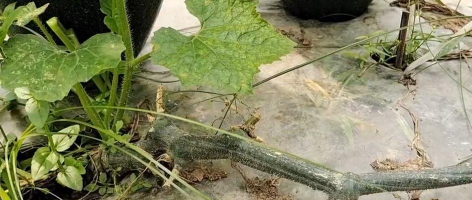 冬瓜施肥指南：什么肥料最适合冬瓜生长？