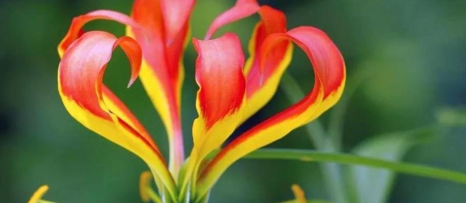 紫云英的花语是什么？如何用紫云英表达爱意？