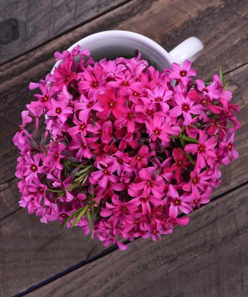 最浪漫的花语是什么？10种花卉代表的深情含义解析