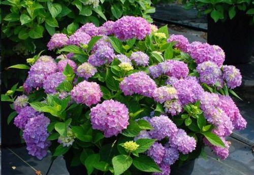 八仙花花语花意是什么？八仙花的寓意有哪些常见问题？