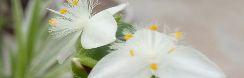 白花紫露草花语是什么？如何正确解读其含义？