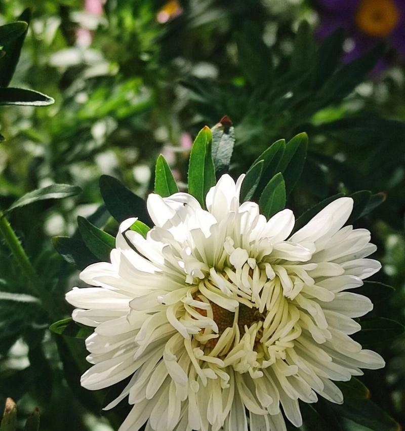 白菊的花语是什么？了解白菊代表的含义和象征意义？