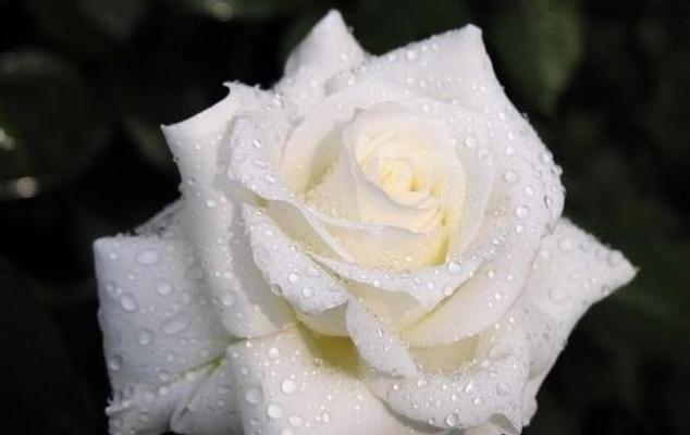 白玫瑰的花语是什么？赠送白玫瑰代表什么含义？