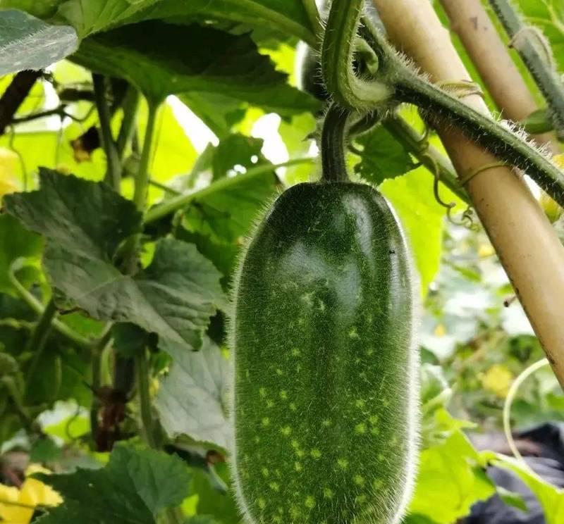 冬瓜种植技术有哪些？如何管理才能实现高产栽培？