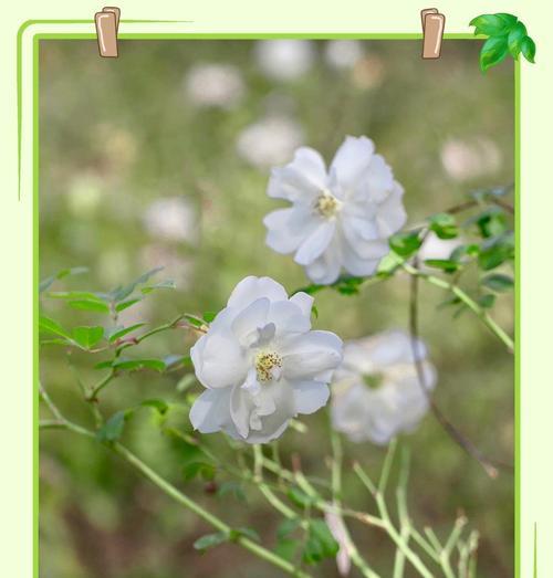 白蔷薇代表什么含义？花语背后的秘密是什么？