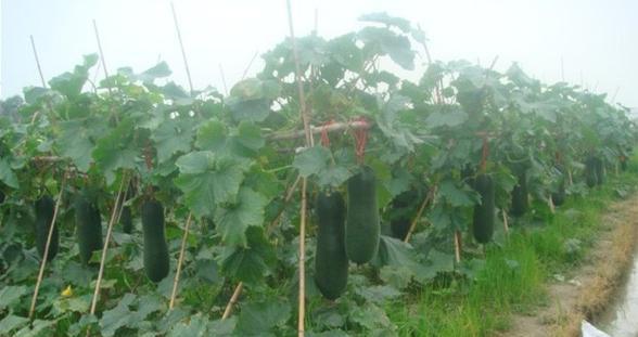 冬瓜什么时候种植最好？生长周期需要多久？