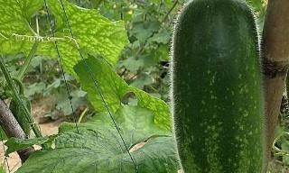 冬瓜种子能食用吗？食用冬瓜种子的正确方法是什么？