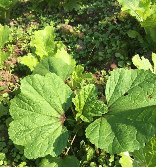 冬寒菜是冬季的蔬菜吗？如何在不同季节种植？