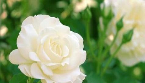 白色玫瑰代表什么含义？花语解读与送花建议？