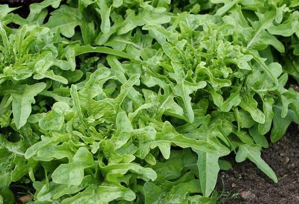 冬寒菜怎么种植？最佳种植时间和方法是什么？