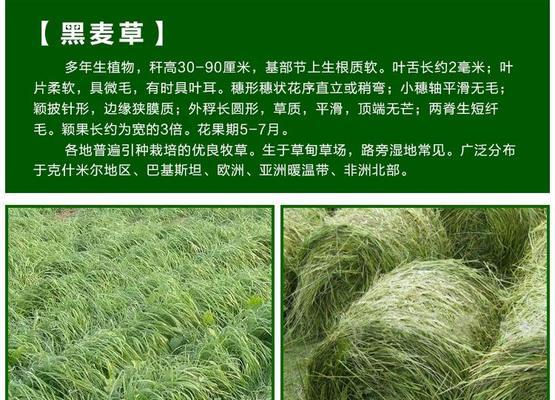 冬黑麦草播种的最佳时间是什么时候？播种后需要注意哪些问题？