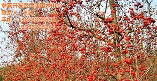 冬红果不开花的原因是什么？如何解决？