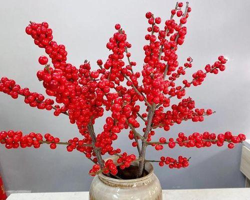 冬红果不开花的原因是什么？如何解决？