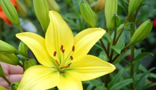 百合花代表什么意思？不同颜色的百合花语有哪些差异？