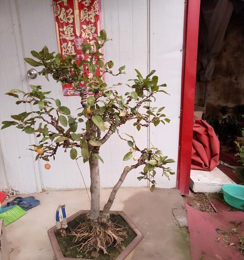 冬红果盆栽选择指南：哪种盆栽最适合冬红果？