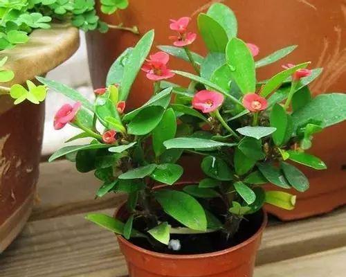 冬季在湖北养花有哪些好选择？适合的花卉种类有哪些？